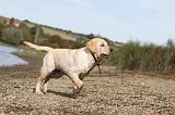 LABRADOR 166